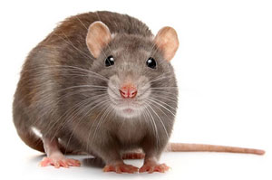 Rat Catchers Chapeltown S35