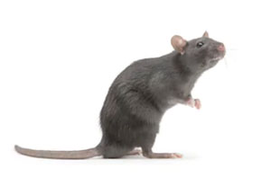 Rat Exterminator Kingskerswell UK (01803)