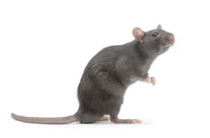 Rat Exterminator Lewes UK