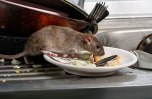 Rat Exterminator Downton UK (01725)