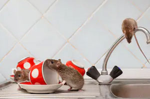 Rat Exterminator Withernsea UK (01964)