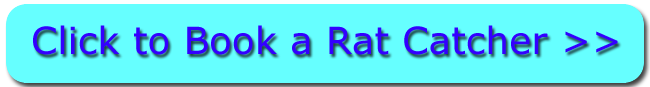 Click For Rat Control in Rainham Essex