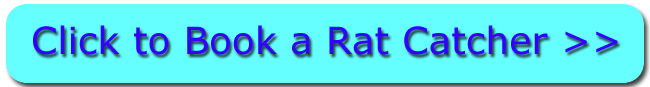 Click For Rat Catchers in Croston Lancashire