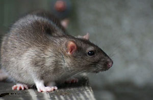 Rat Catchers West Bridgford (NG2)