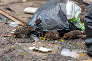 Pest Control in the Pontefract Area