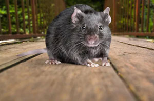 Rat Catchers Winscombe (BS25) Rat Catchers Winscombe (BS25)