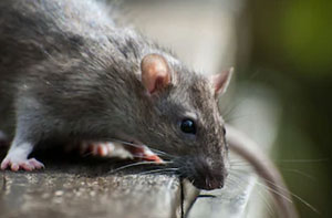 Rat Catchers Barnsley (S70)