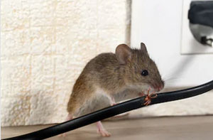 Pest Control Crawley West Sussex