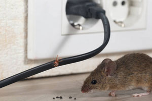 Pest Control Near Me Blackwater Hampshire