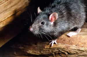 Rat Exterminator Rainham UK