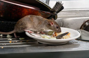 Rat Exterminator Staplehurst UK