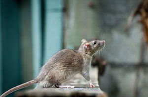 Pest Control Near Me Newbiggin-by-the-Sea